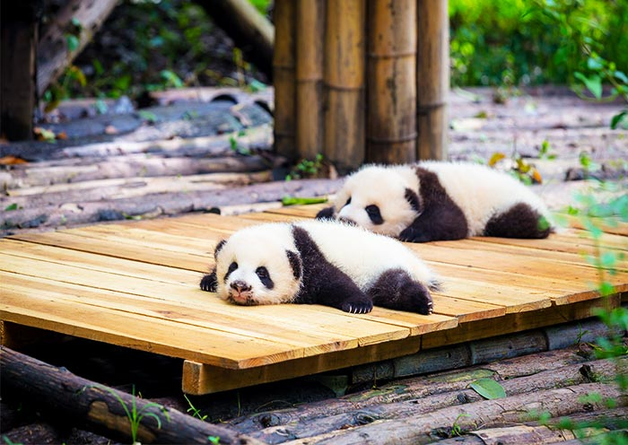 15 Days Classic China, Panda & Holy Tibet Tour