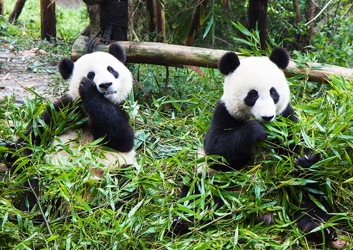 13 Days China Private Tour from Chengdu with Classic China Exploration